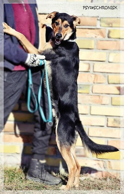 Cyryl – ufny młodziak pójdzie z Tobą na koniec świata