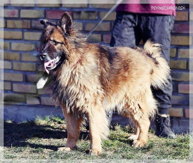 Rewers – energiczny, kontaktowy ON czeka na rodzinę