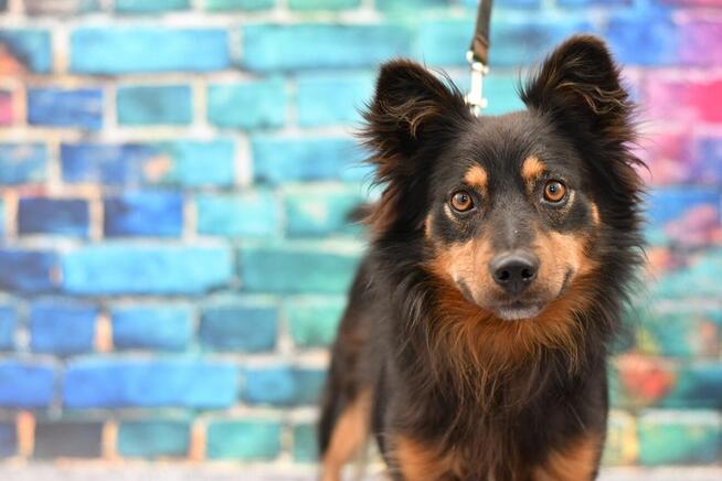 Zjawiskowy Kapselek prosi o kochający domek!