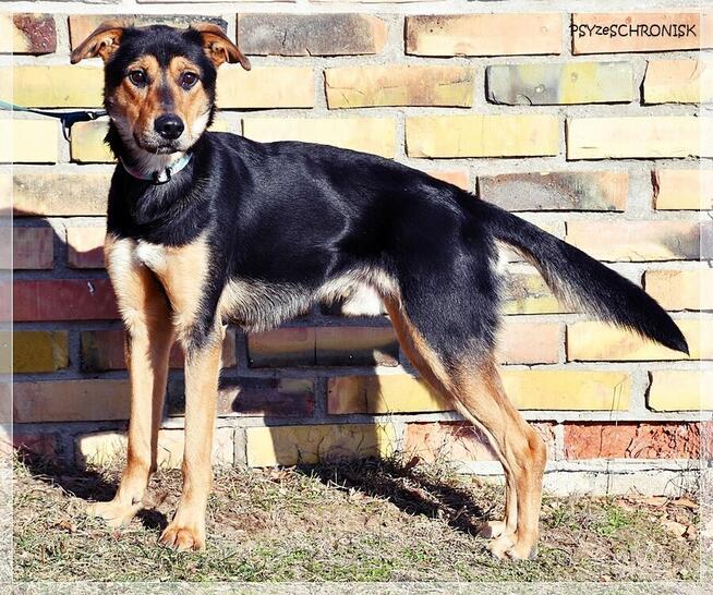 Cyryl – ufny młodziak pójdzie z Tobą na koniec świata