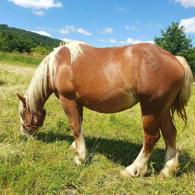 Sprzedam 2 klacze zimnokrwiste