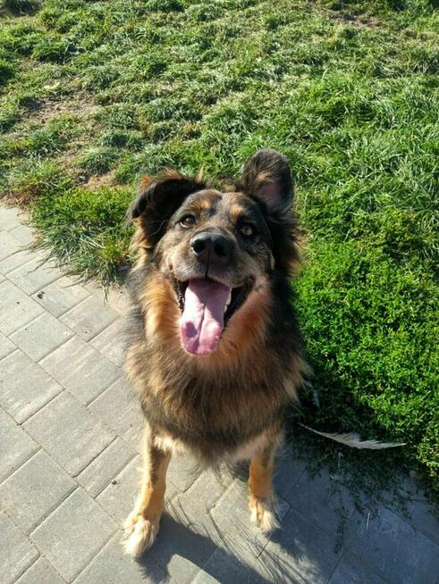 Ok 4 letni Kminek zabrany z fatalnego schroniska szuka domu