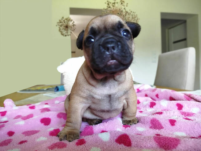 Buldog francuski piesek beżowy