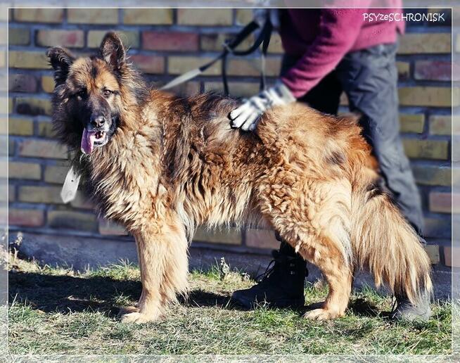 Rewers – energiczny, kontaktowy ON czeka na rodzinę