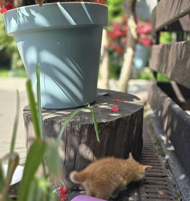 Puszyste kuleczki szukaja domku