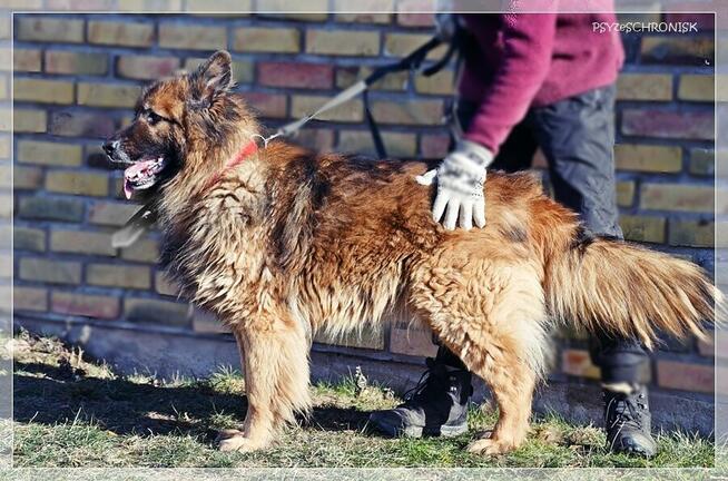 Rewers – energiczny, kontaktowy ON czeka na rodzinę