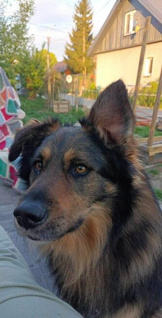 Ok 4 letni Kminek zabrany z fatalnego schroniska szuka domu