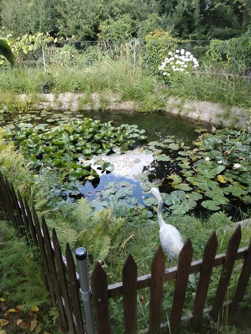 Sprzedam dzialke. Rodzinne. Ogrody działkowe Legnica