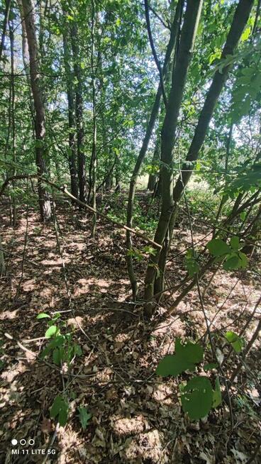 Sprzedam piękną leśną działkę budowlaną