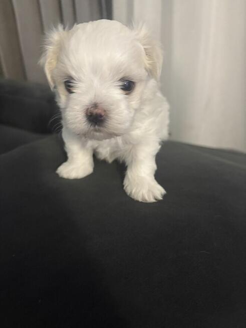 Śliczny maltańczyk