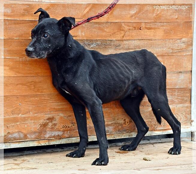 Bono – każdy pies zasługuje na to, by nie zostać zapomnianym