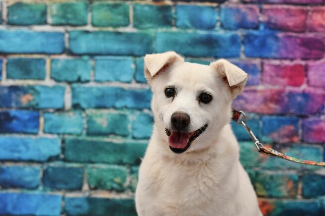 Uroczy Azis szuka rodzinki do pokochania!