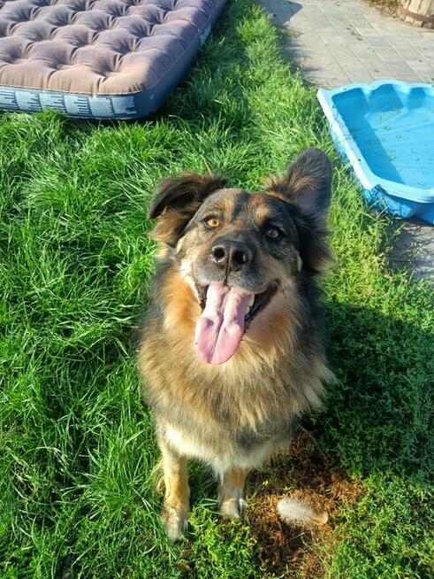 Ok 4 letni Kminek zabrany z fatalnego schroniska szuka domu