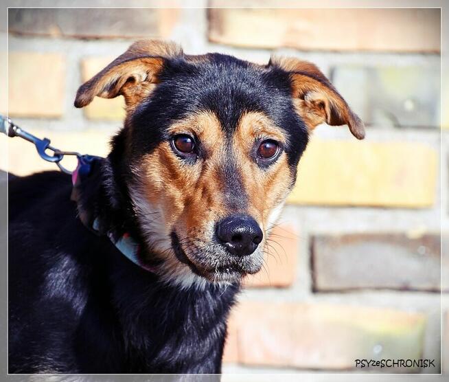 Cyryl – ufny młodziak pójdzie z Tobą na koniec świata