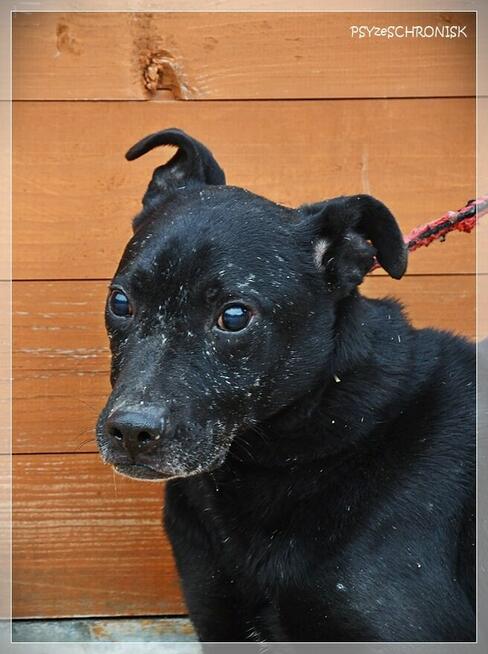 Bono – każdy pies zasługuje na to, by nie zostać zapomnianym