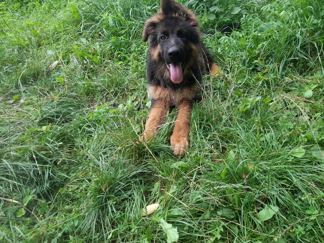 Sprzedam sunia rodowodowa