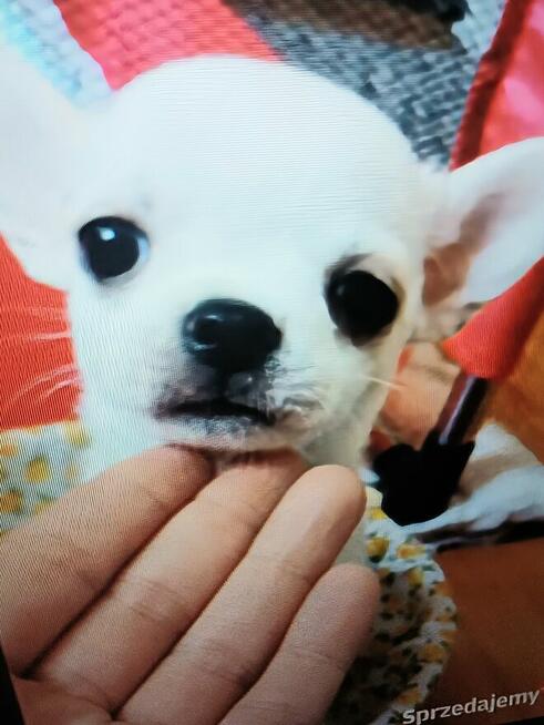 Chihuahua XSS Biała