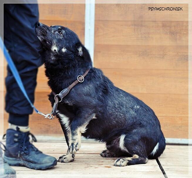 Black – wspaniały kundelek bardzo potrzebuje opiekuna
