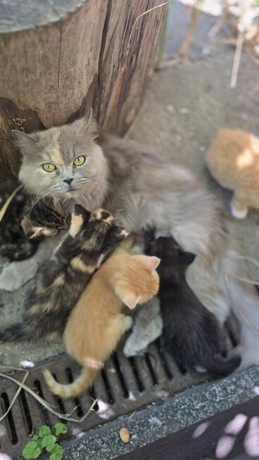 Puszyste kuleczki szukaja domku