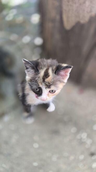 Puszyste kuleczki szukaja domku