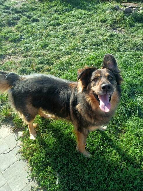 Ok 4 letni Kminek zabrany z fatalnego schroniska szuka domu