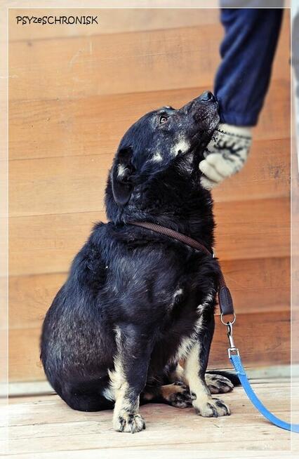 Black – wspaniały kundelek bardzo potrzebuje opiekuna