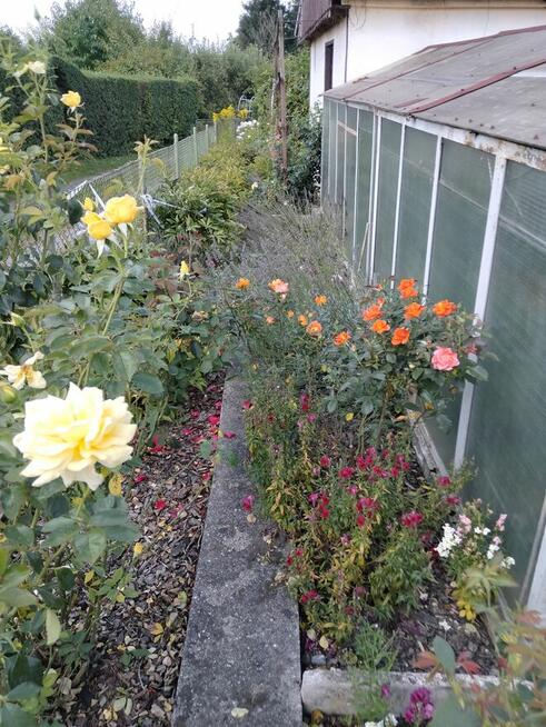 Sprzedam dzialke. Rodzinne. Ogrody działkowe Legnica