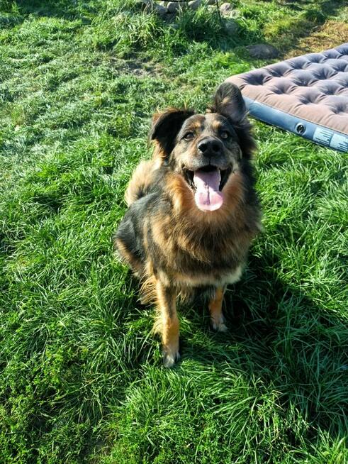 Ok 4 letni Kminek zabrany z fatalnego schroniska szuka domu