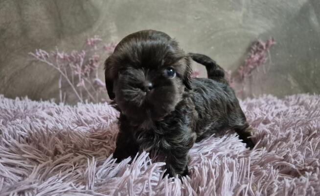 Śliczna maleńka czekoladowa sunia Shih-Tzu