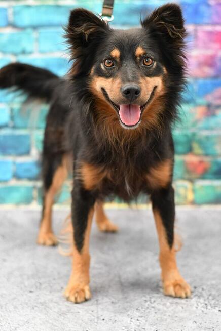 Zjawiskowy Kapselek prosi o kochający domek!