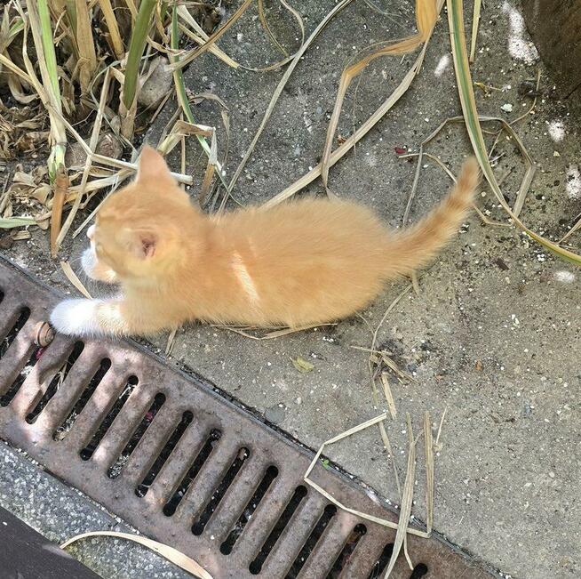 Puszyste kuleczki szukaja domku