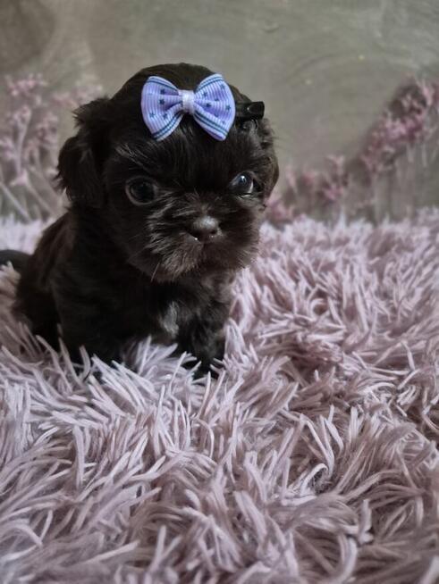 Przepiękny maleńki czekoladowy piesek Shih-Tzu