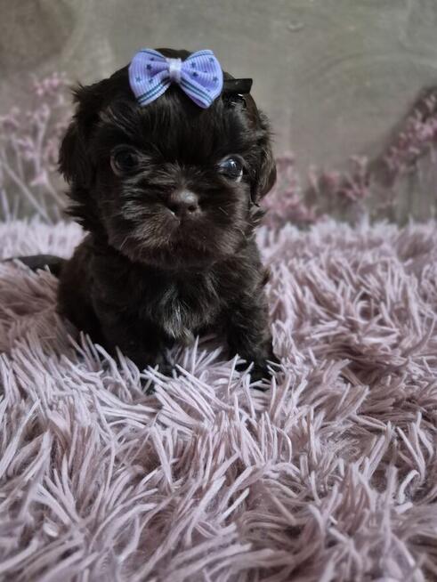 Przepiękny maleńki czekoladowy piesek Shih-Tzu