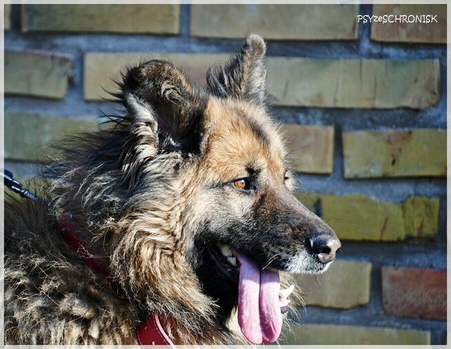 Rewers – energiczny, kontaktowy ON czeka na rodzinę