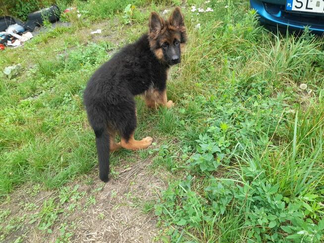 Sprzedam sunia rodowodowa