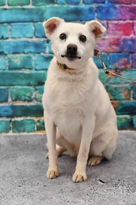 Uroczy Azis szuka rodzinki do pokochania!