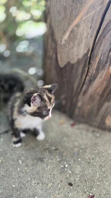 Puszyste kuleczki szukaja domku