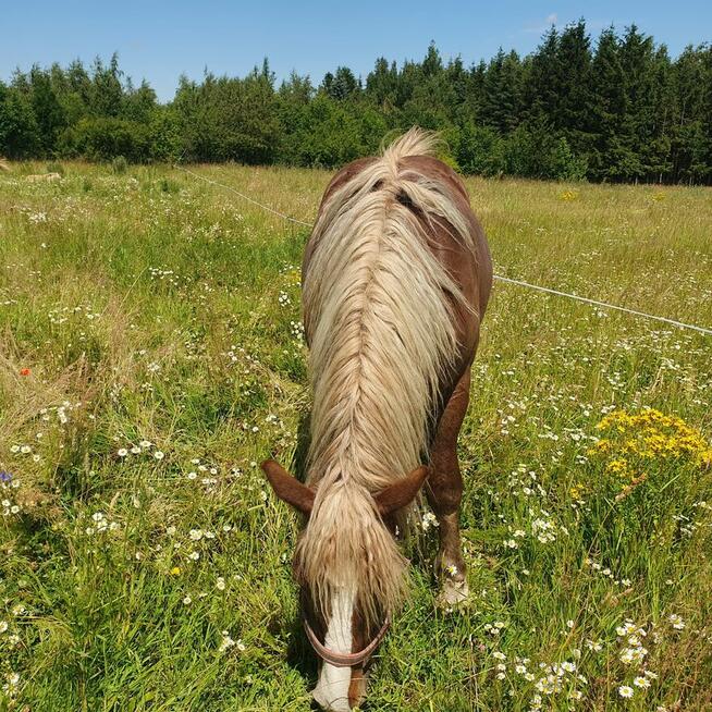 Sprzedam 2 klacze zimnokrwiste