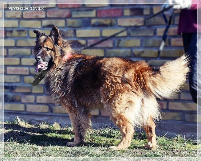 Rewers – energiczny, kontaktowy ON czeka na rodzinę