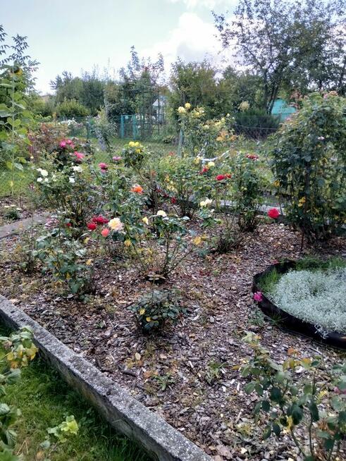 Sprzedam dzialke. Rodzinne. Ogrody działkowe Legnica