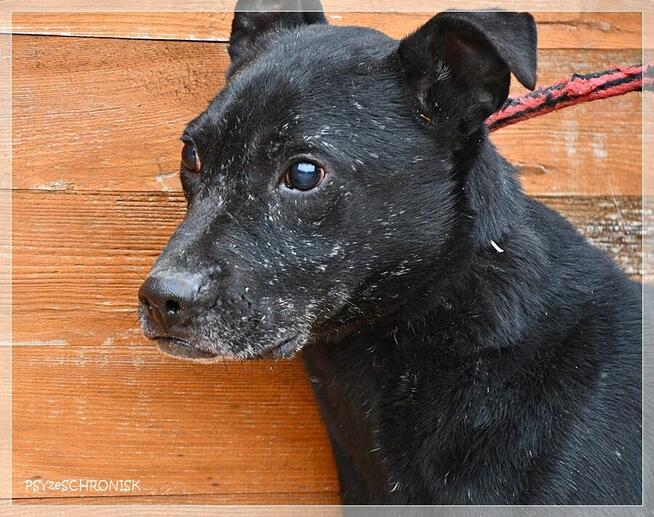 Bono – każdy pies zasługuje na to, by nie zostać zapomnianym