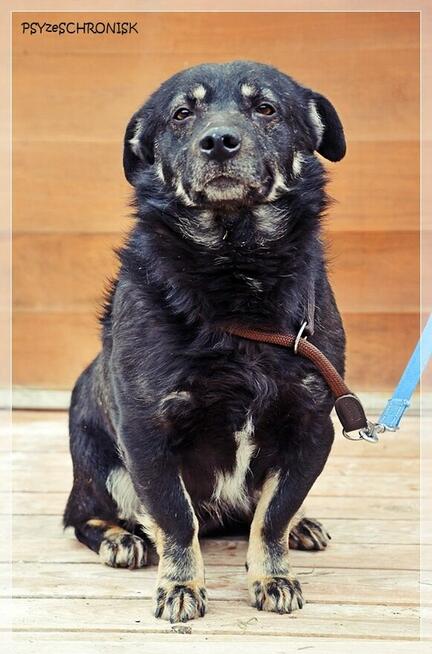Black – wspaniały kundelek bardzo potrzebuje opiekuna