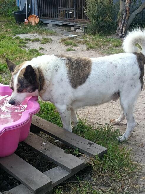 ok. 9 letni Piksel w typie łajki szuka domu!