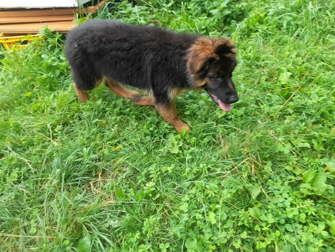 Sprzedam sunia rodowodowa