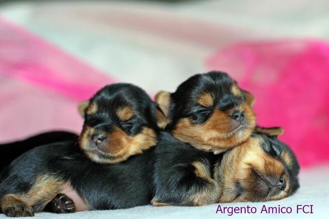 yorkshire terrier rodowód ZKwP FCI