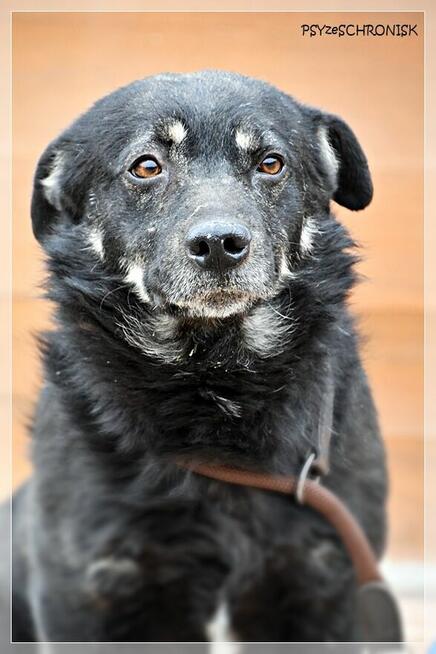 Black – wspaniały kundelek bardzo potrzebuje opiekuna