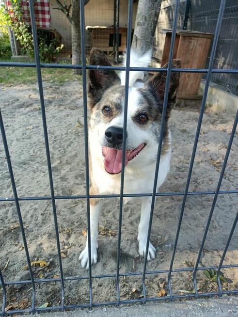 ok. 9 letni Piksel w typie łajki szuka domu!