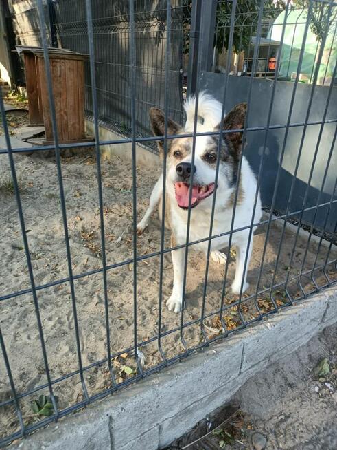 ok. 9 letni Piksel w typie łajki szuka domu!