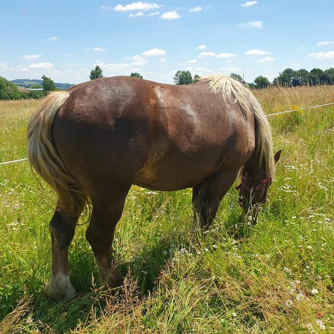 Sprzedam 2 klacze zimnokrwiste