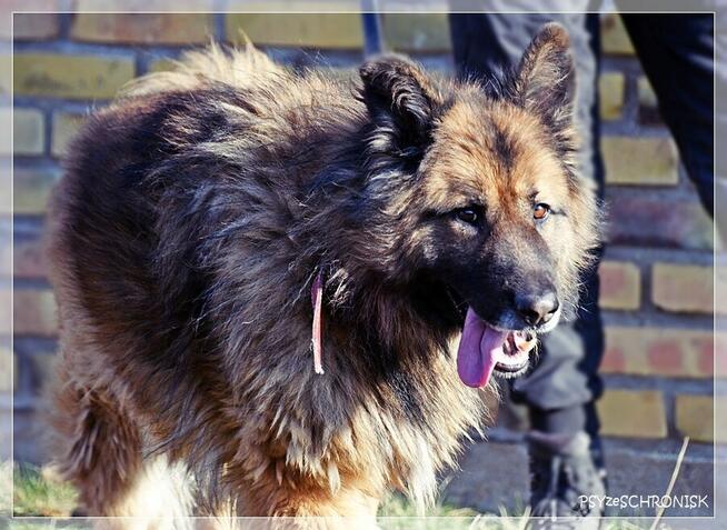 Rewers – energiczny, kontaktowy ON czeka na rodzinę